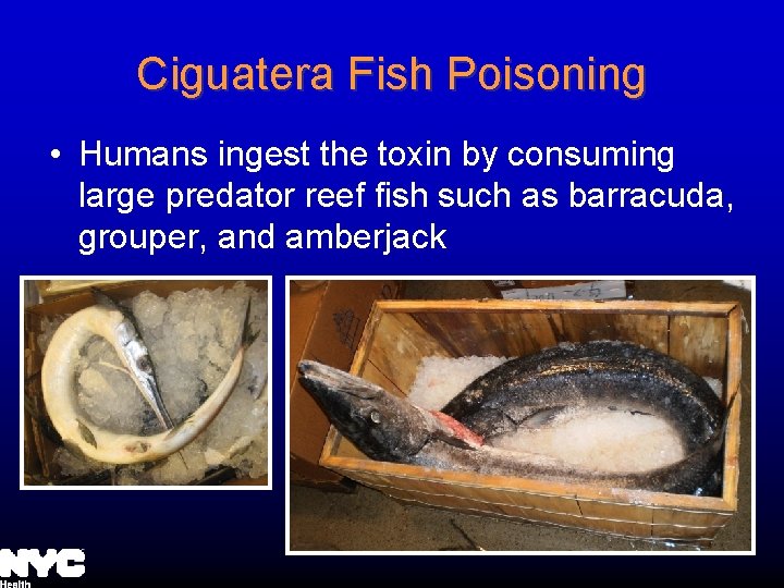 Ciguatera Fish Poisoning • Humans ingest the toxin by consuming large predator reef fish