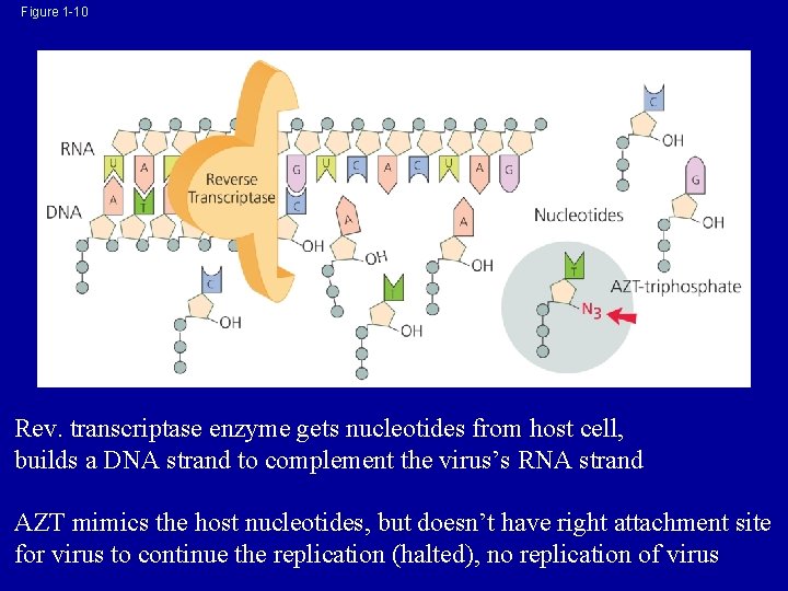 Figure 1 -10 Rev. transcriptase enzyme gets nucleotides from host cell, builds a DNA