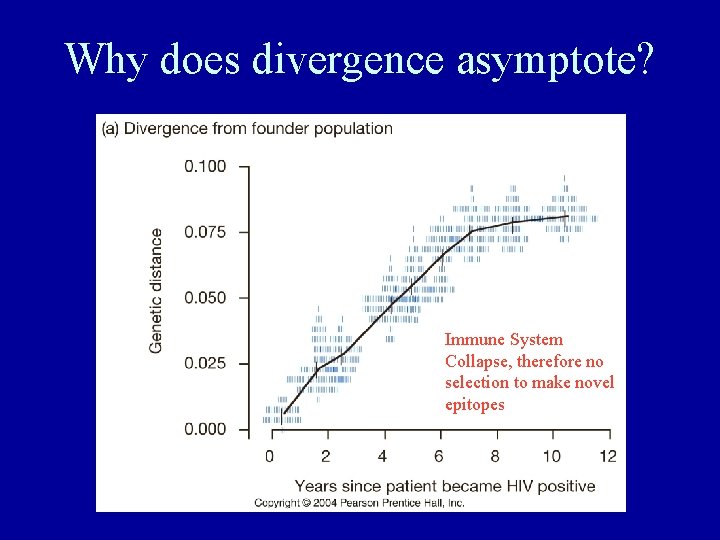 Why does divergence asymptote? Immune System Collapse, therefore no selection to make novel epitopes