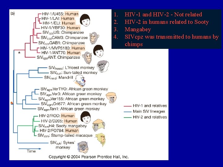 1. 2. 3. 4. HIV-1 and HIV-2 - Not related HIV-2 in humans related