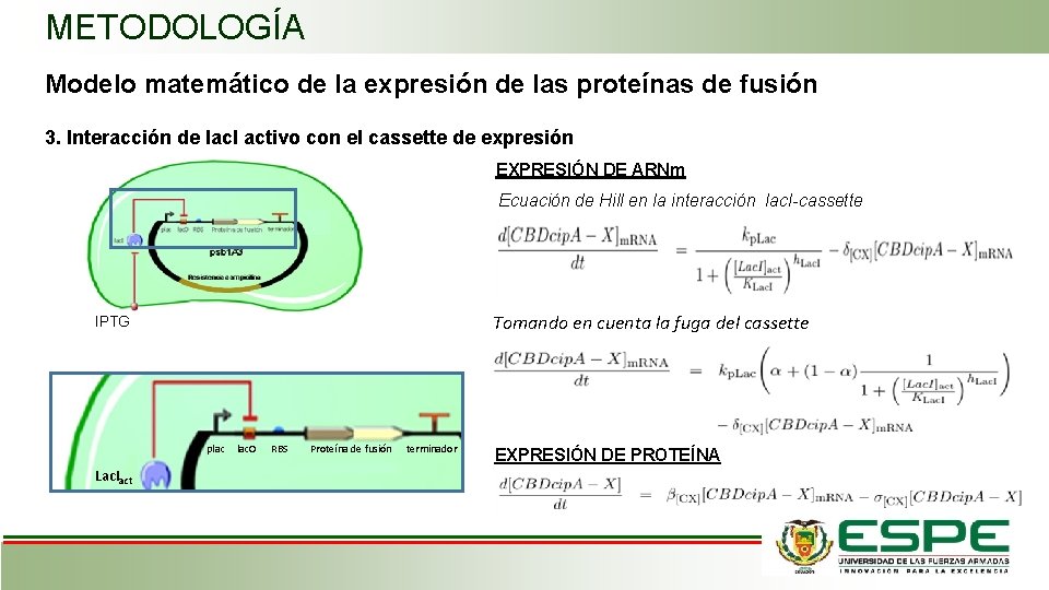METODOLOGÍA Modelo matemático de la expresión de las proteínas de fusión 3. Interacción de