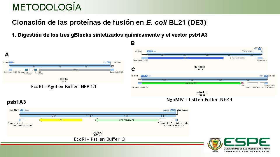 METODOLOGÍA Clonación de las proteínas de fusión en E. coli BL 21 (DE 3)