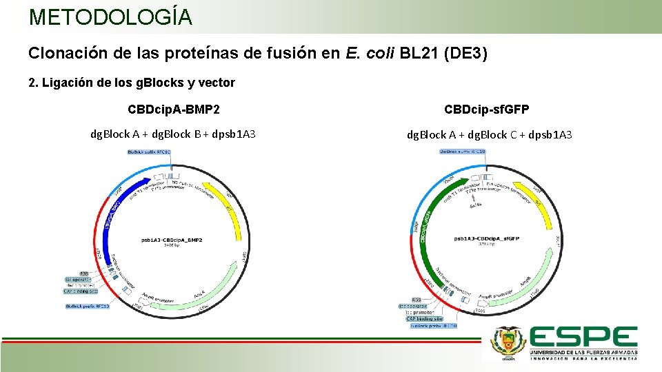 METODOLOGÍA Clonación de las proteínas de fusión en E. coli BL 21 (DE 3)