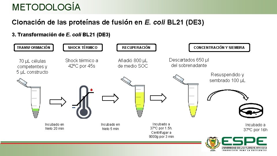 METODOLOGÍA Clonación de las proteínas de fusión en E. coli BL 21 (DE 3)