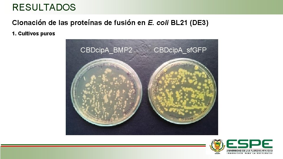 RESULTADOS Clonación de las proteínas de fusión en E. coli BL 21 (DE 3)