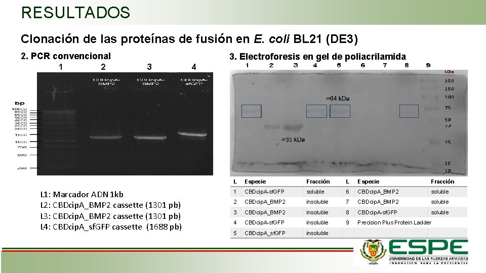 RESULTADOS Clonación de las proteínas de fusión en E. coli BL 21 (DE 3)