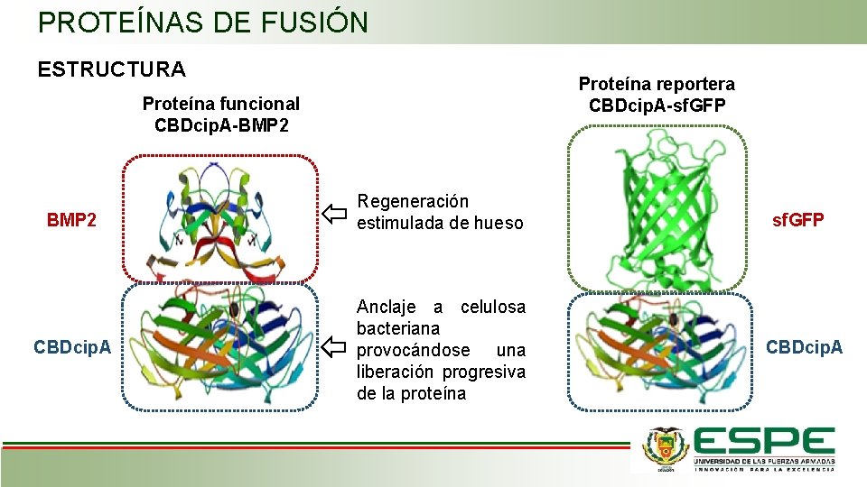 PROTEÍNAS DE FUSIÓN ESTRUCTURA Proteína reportera CBDcip. A-sf. GFP Proteína funcional CBDcip. A-BMP 2