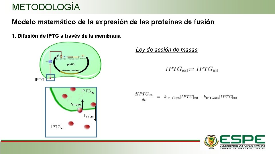 METODOLOGÍA Modelo matemático de la expresión de las proteínas de fusión 1. Difusión de