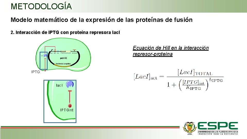METODOLOGÍA Modelo matemático de la expresión de las proteínas de fusión 2. Interacción de