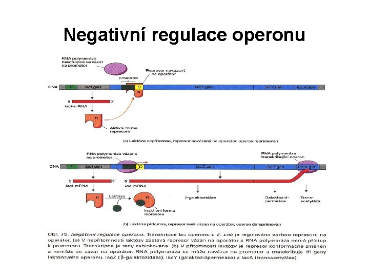 Negativní regulace operonu 