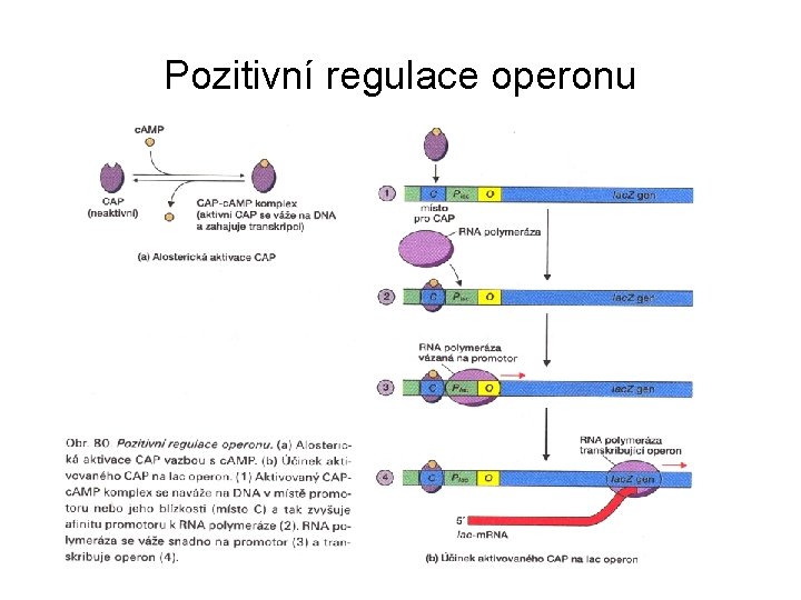 Pozitivní regulace operonu 