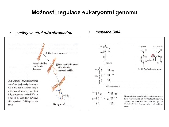 Možnosti regulace eukaryontní genomu • změny ve struktuře chromatinu • metylace DNA 