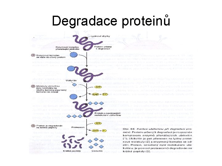 Degradace proteinů 