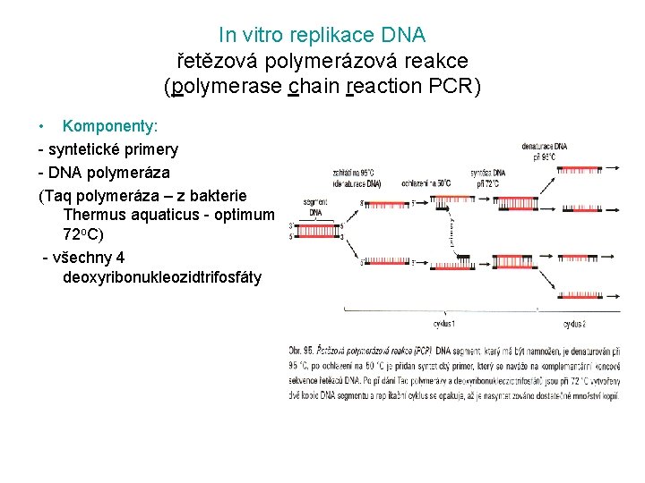In vitro replikace DNA řetězová polymerázová reakce (polymerase chain reaction PCR) • Komponenty: -