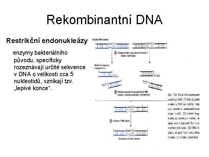 Rekombinantní DNA Restrikční endonukleázy enzymy bakteriálního původu, specificky rozeznávají určité sekvence v DNA o