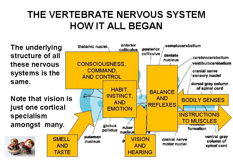 THE VERTEBRATE NERVOUS SYSTEM HOW IT ALL BEGAN The underlying structure of all these