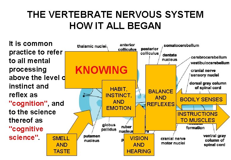 THE VERTEBRATE NERVOUS SYSTEM HOW IT ALL BEGAN It is common practice to refer