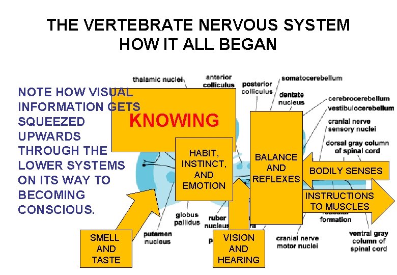 THE VERTEBRATE NERVOUS SYSTEM HOW IT ALL BEGAN NOTE HOW VISUAL INFORMATION GETS SQUEEZED