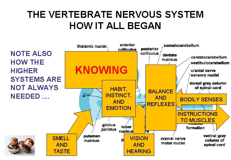 THE VERTEBRATE NERVOUS SYSTEM HOW IT ALL BEGAN NOTE ALSO HOW THE HIGHER SYSTEMS