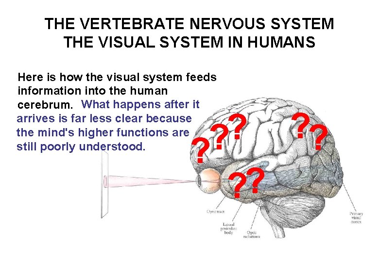 THE VERTEBRATE NERVOUS SYSTEM THE VISUAL SYSTEM IN HUMANS Here is how the visual