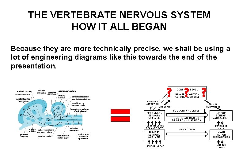 THE VERTEBRATE NERVOUS SYSTEM HOW IT ALL BEGAN Because they are more technically precise,