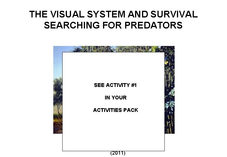 THE VISUAL SYSTEM AND SURVIVAL SEARCHING FOR PREDATORS SEE ACTIVITY #1 IN YOUR ACTIVITIES