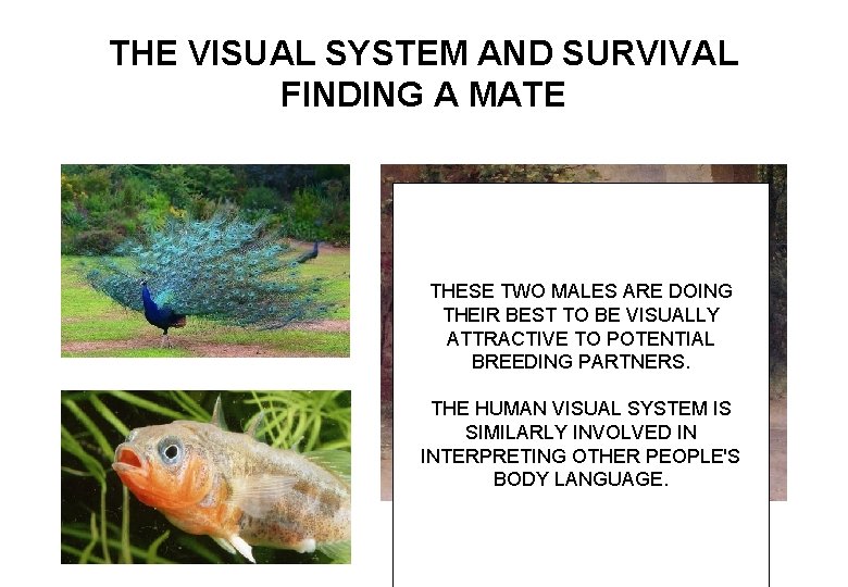 THE VISUAL SYSTEM AND SURVIVAL FINDING A MATE THESE TWO MALES ARE DOING ARTISTS