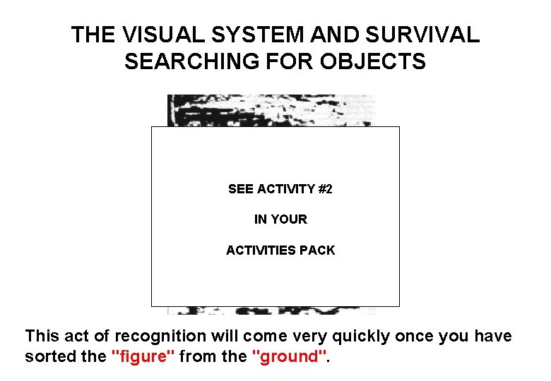 THE VISUAL SYSTEM AND SURVIVAL SEARCHING FOR OBJECTS SEE ACTIVITY #2 IN YOUR ACTIVITIES