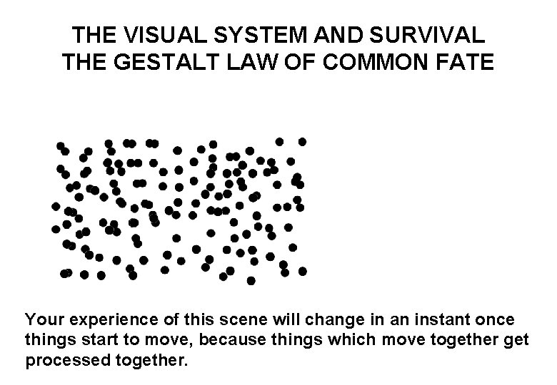THE VISUAL SYSTEM AND SURVIVAL THE GESTALT LAW OF COMMON FATE Your experience of