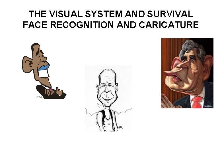 THE VISUAL SYSTEM AND SURVIVAL FACE RECOGNITION AND CARICATURE 