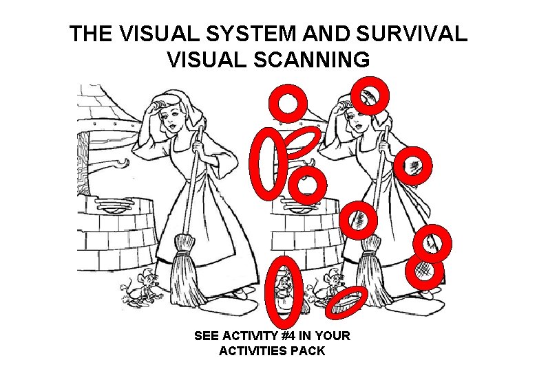 THE VISUAL SYSTEM AND SURVIVAL VISUAL SCANNING SEE ACTIVITY #4 IN YOUR ACTIVITIES PACK