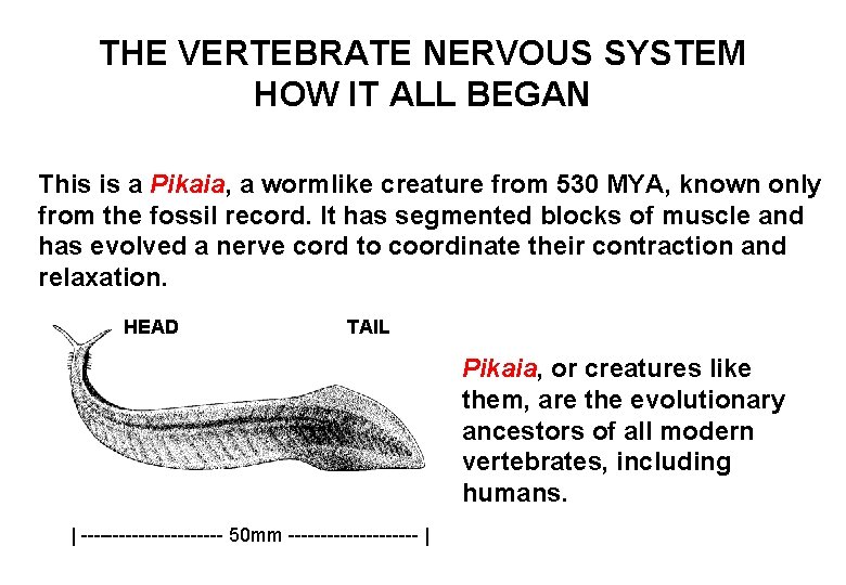 THE VERTEBRATE NERVOUS SYSTEM HOW IT ALL BEGAN This is a Pikaia, a wormlike
