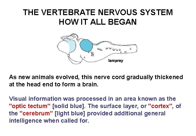 THE VERTEBRATE NERVOUS SYSTEM HOW IT ALL BEGAN As new animals evolved, this nerve