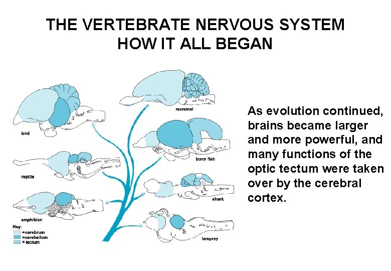 THE VERTEBRATE NERVOUS SYSTEM HOW IT ALL BEGAN As evolution continued, brains became larger