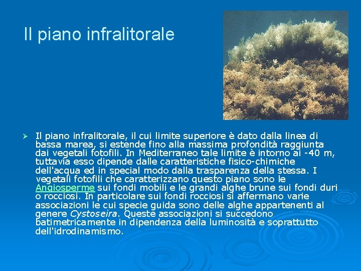 Il piano infralitorale Ø Il piano infralitorale, il cui limite superiore è dato dalla