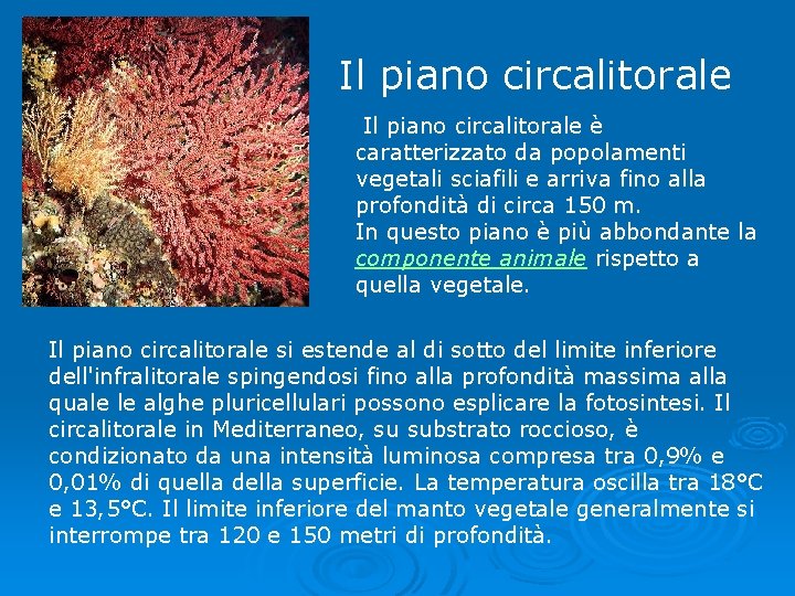 Il piano circalitorale è caratterizzato da popolamenti vegetali sciafili e arriva fino alla profondità