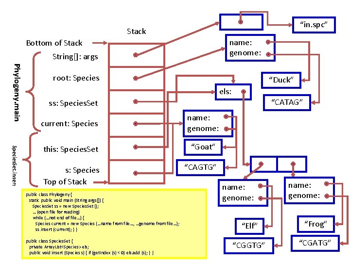 “in. spc” Stack name: genome: Bottom of Stack String[]: args Phylogeny. main root: Species