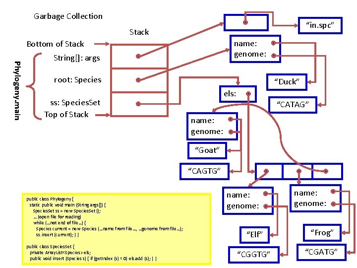 Garbage Collection “in. spc” Stack name: genome: Bottom of Stack Phylogeny. main String[]: args