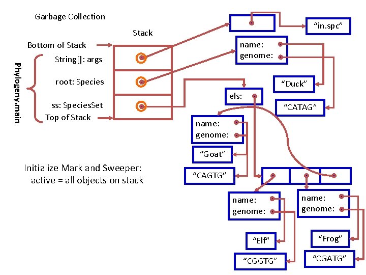 Garbage Collection “in. spc” Stack name: genome: Bottom of Stack Phylogeny. main String[]: args