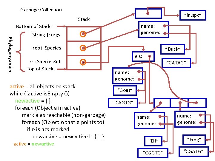 Garbage Collection “in. spc” Stack name: genome: Bottom of Stack Phylogeny. main String[]: args
