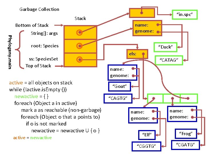 Garbage Collection “in. spc” Stack name: genome: Bottom of Stack Phylogeny. main String[]: args