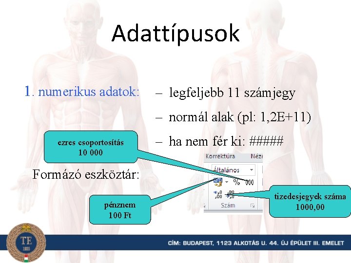 Adattípusok 1. numerikus adatok: – legfeljebb 11 számjegy – normál alak (pl: 1, 2