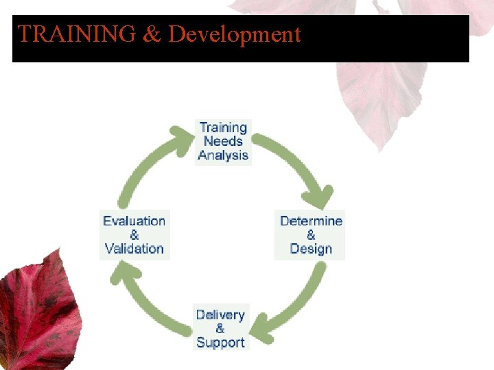 TRAINING & Development 