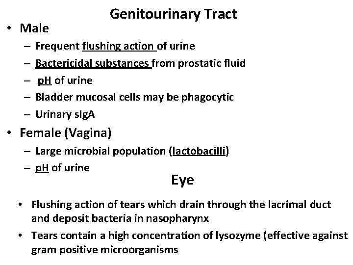  • Male – – – Genitourinary Tract Frequent flushing action of urine Bactericidal