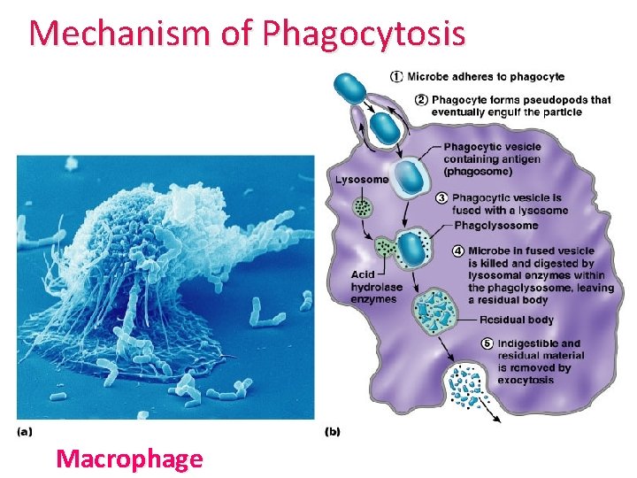 Mechanism of Phagocytosis Macrophage 