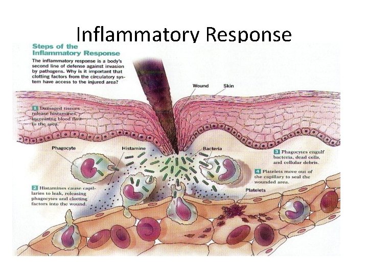 Inflammatory Response 