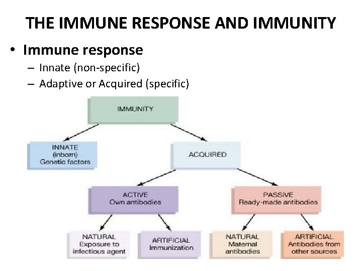 THE IMMUNE RESPONSE AND IMMUNITY • Immune response – Innate (non-specific) – Adaptive or