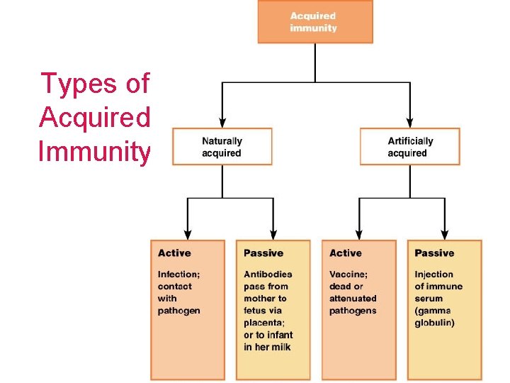 Types of Acquired Immunity 