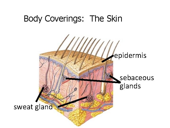 Body Coverings: The Skin epidermis sebaceous glands sweat gland 