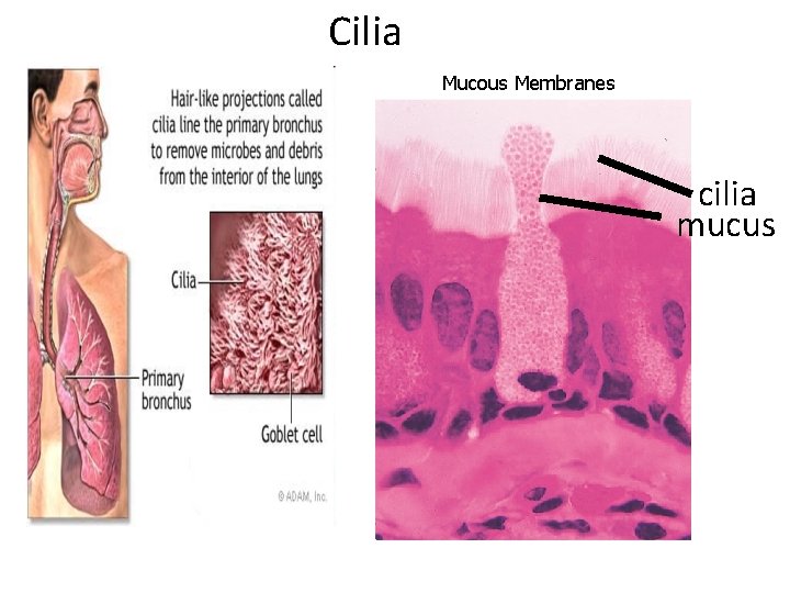 Cilia Mucous Membranes cilia mucus 